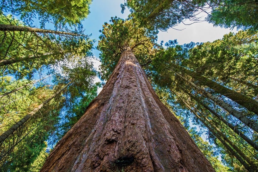 Árbol más alto del mundo