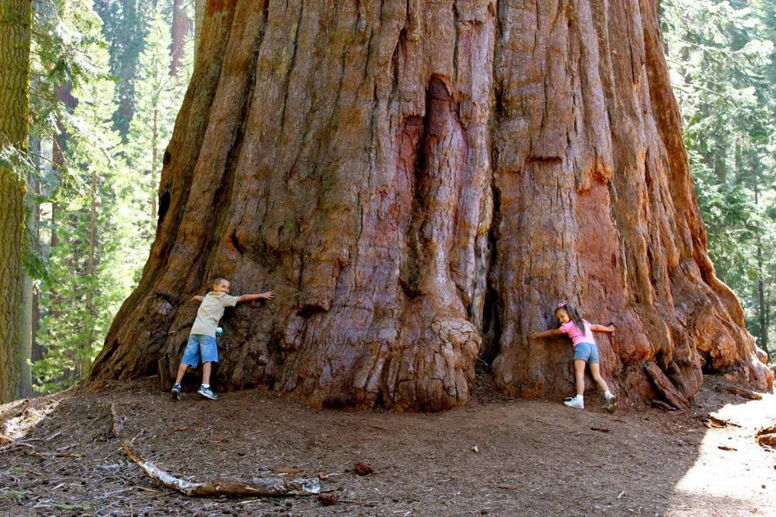 Árbol más alto del mundo