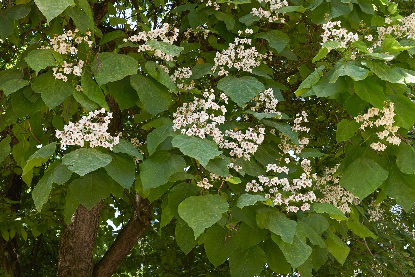 árboles con flores