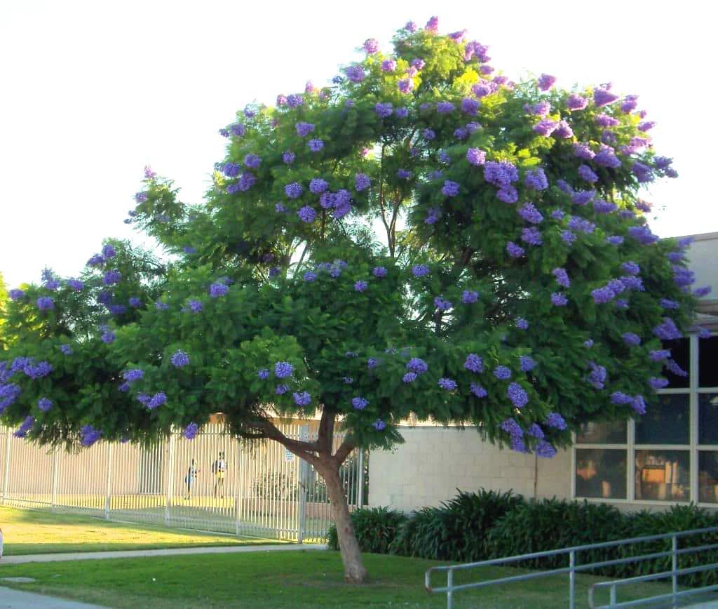 árboles con flores