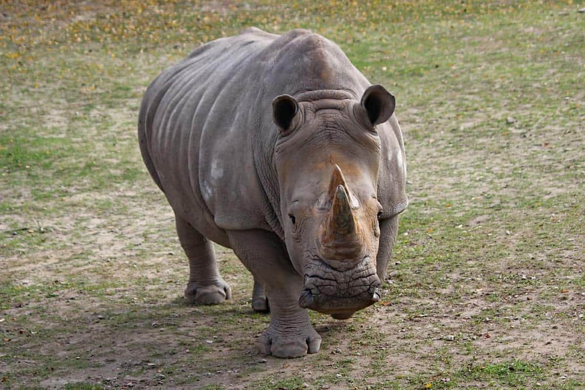ANIMALES EXTINTOS EN LOS ÚLTIMOS 10 AÑOS