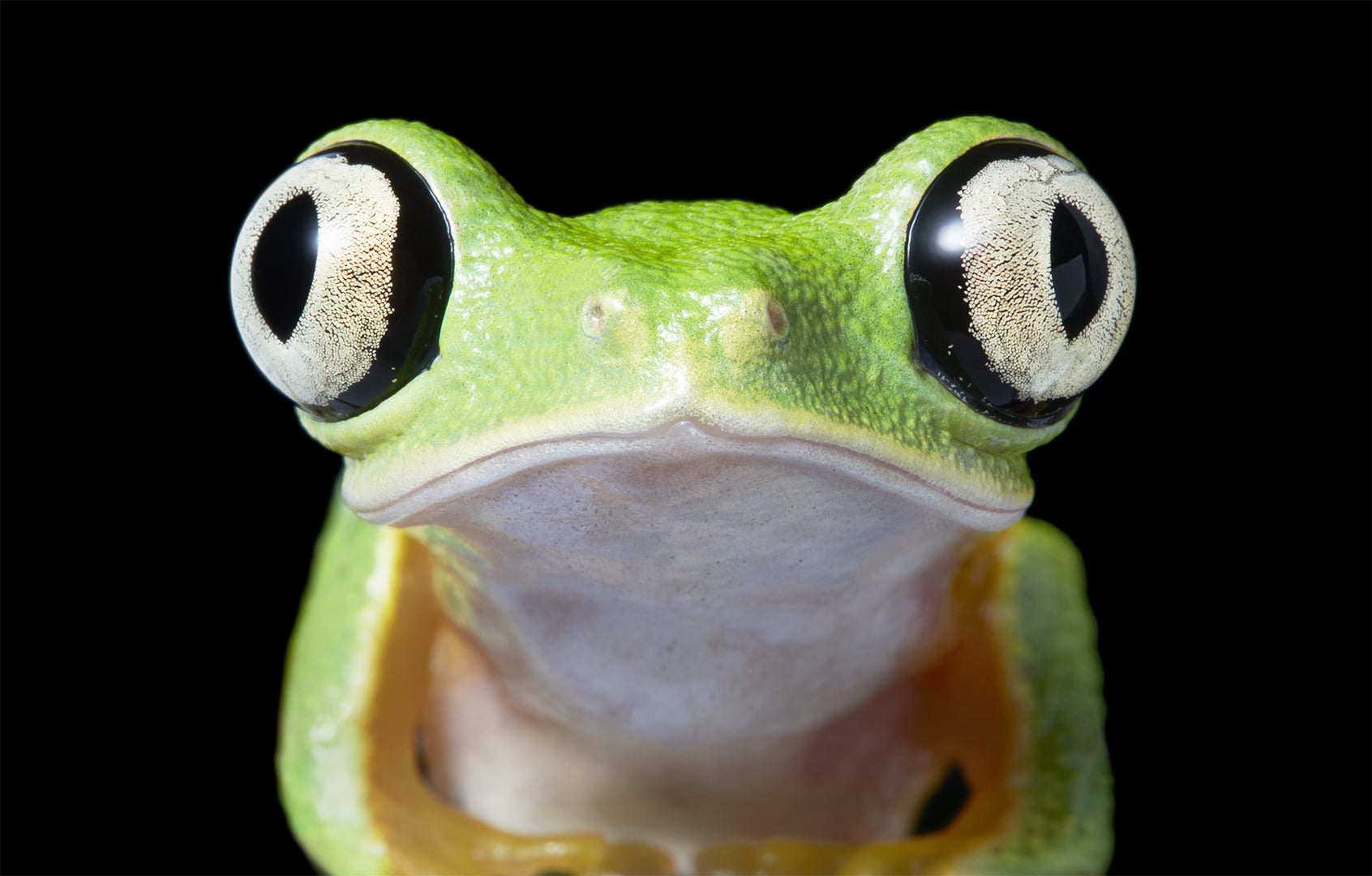 ANIMALES EXTINTOS EN LOS ÚLTIMOS 10 AÑOS