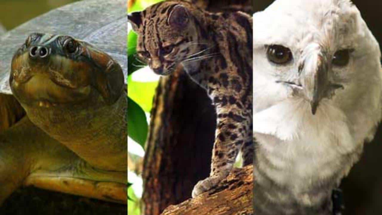 ANIMALES EXTINTOS EN LOS ÚLTIMOS 10 AÑOS