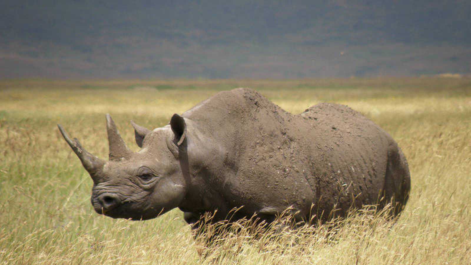 ANIMALES EXTINTOS EN LOS ÚLTIMOS 10 AÑOS