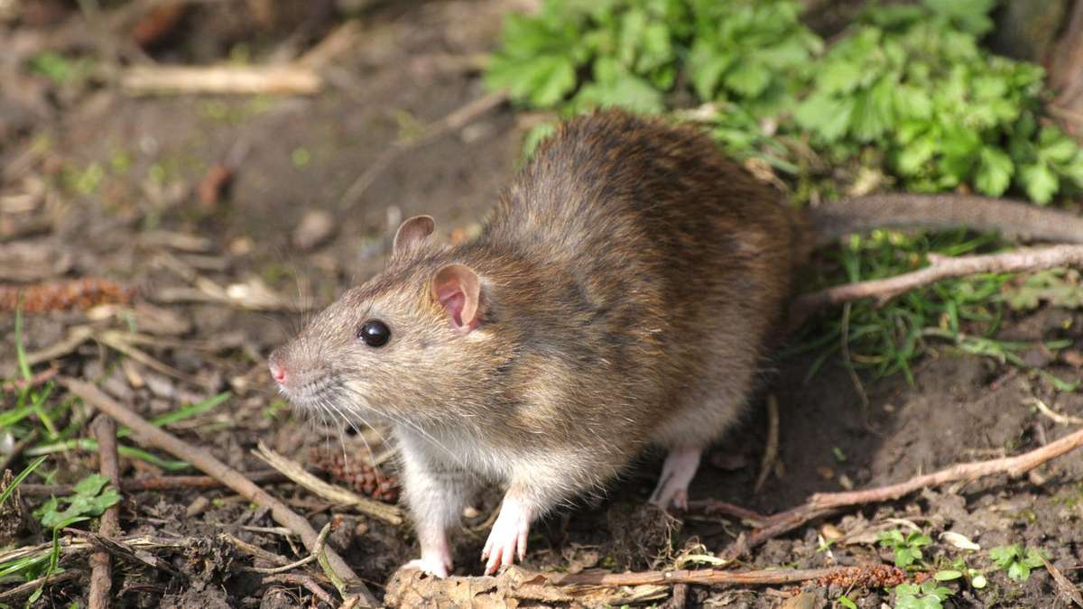 ANIMALES EXTINTOS EN LOS ÚLTIMOS 10 AÑOS