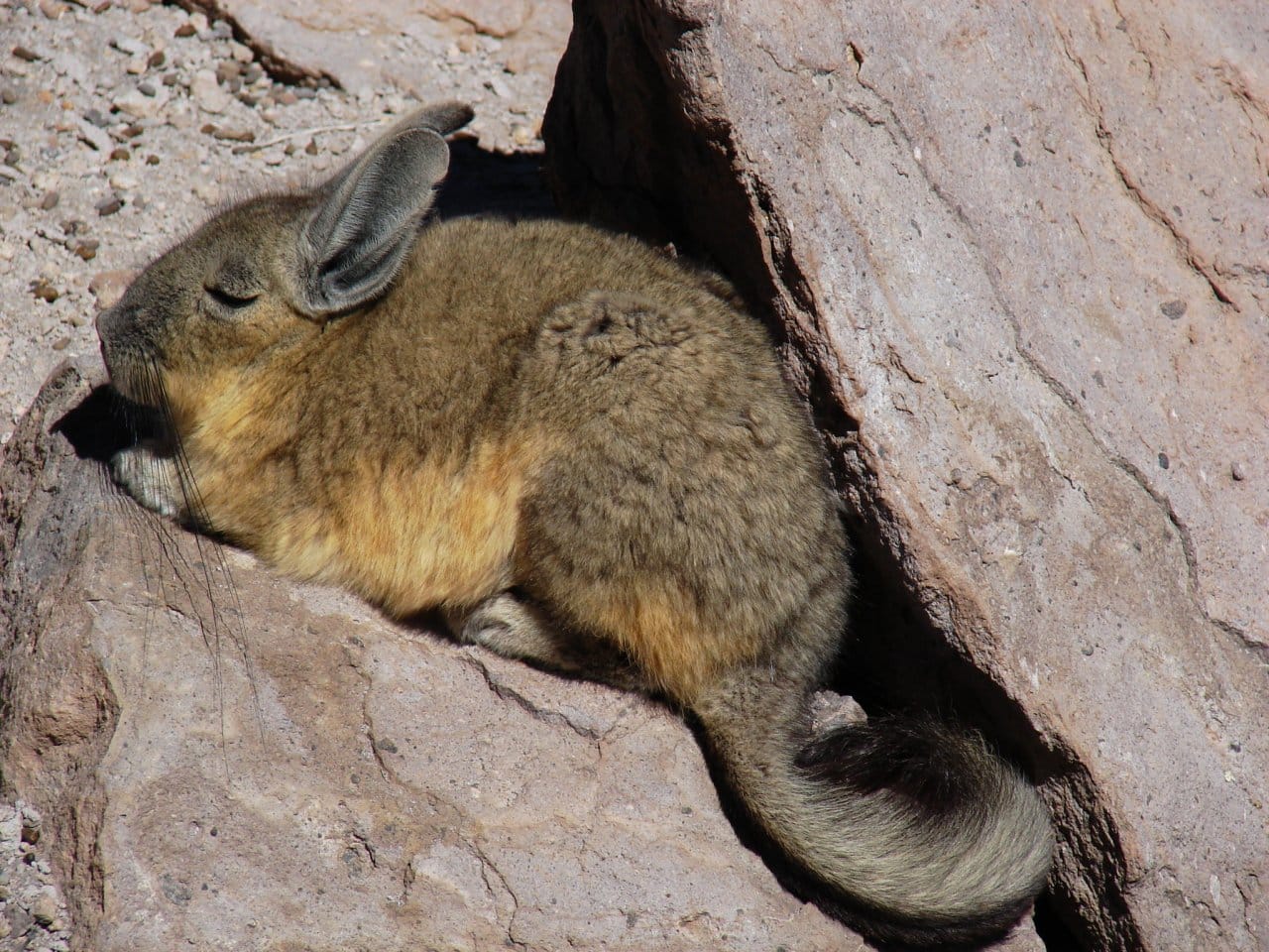 ANIMALES NATIVOS DEL PERÚ