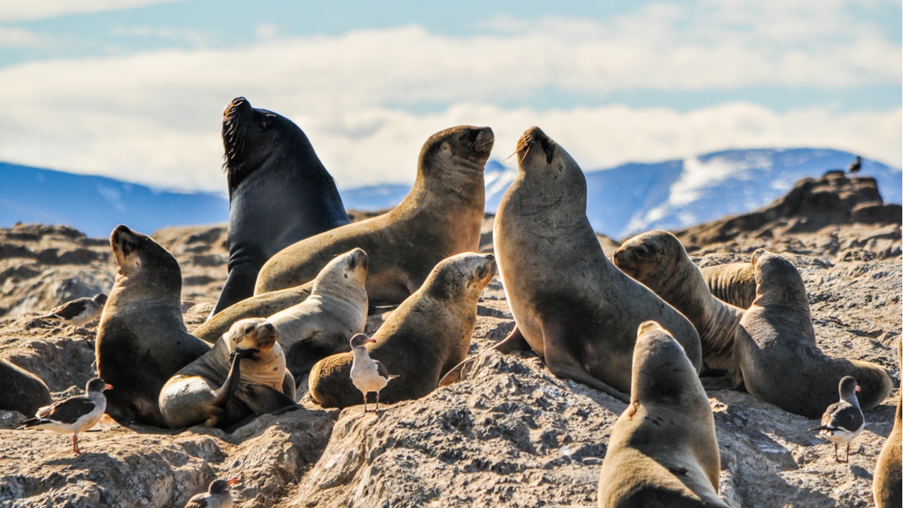 ANIMALES NATIVOS DEL PERÚ