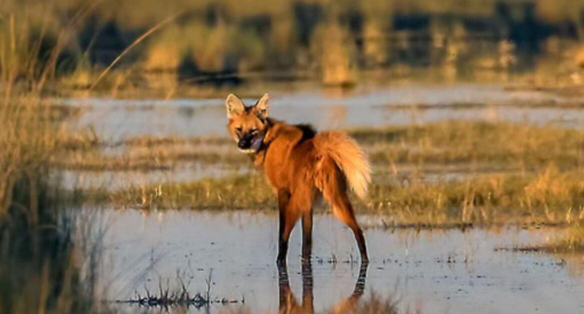 Animales en peligro de extinción en Argentina