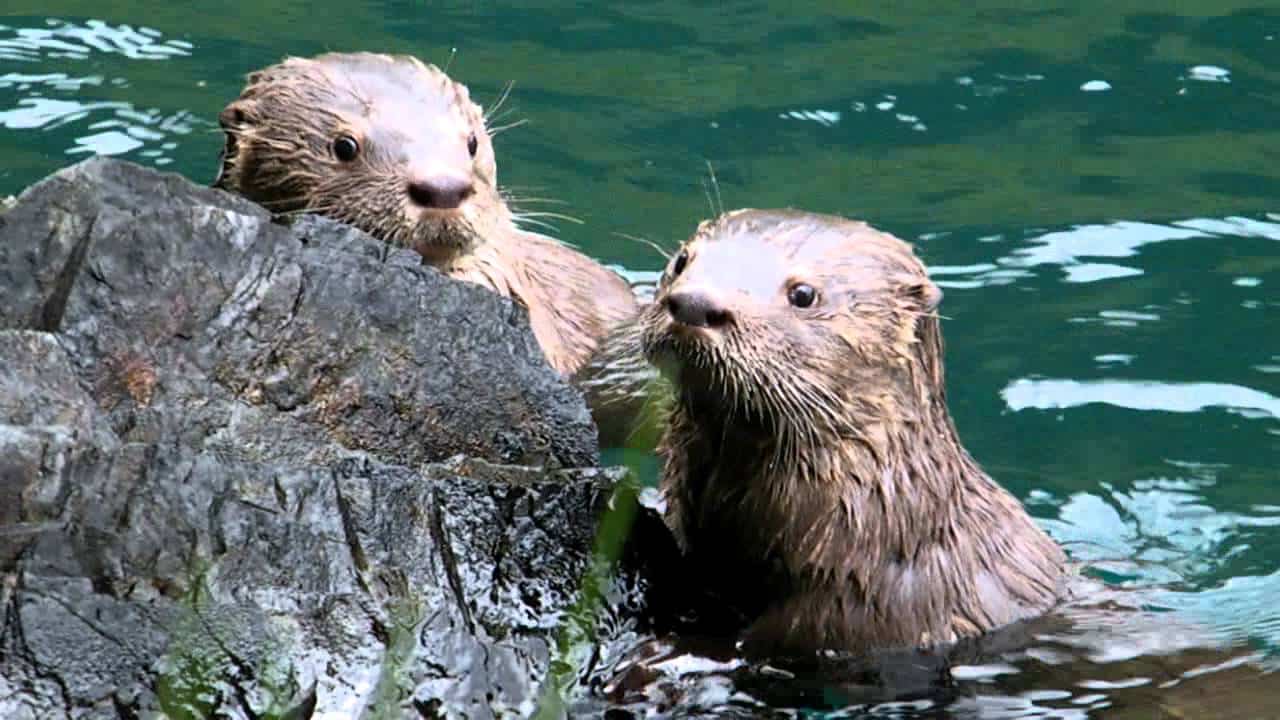 Animales en peligro de extinción en Argentina