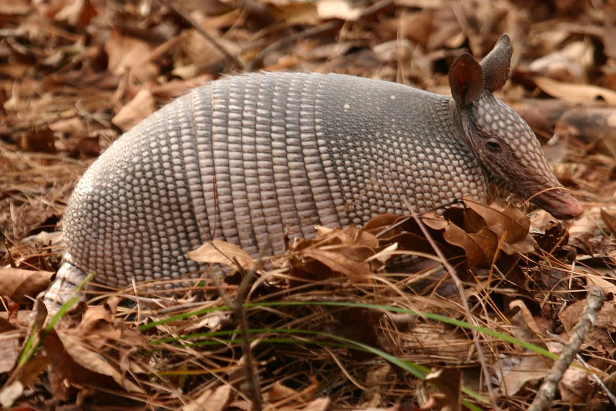 Animales en peligro de extinción en Argentina