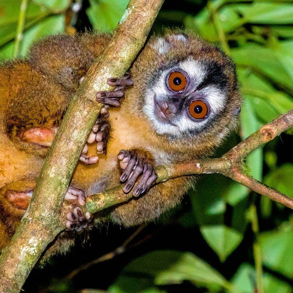 Animales en peligro de extinción en Venezuela