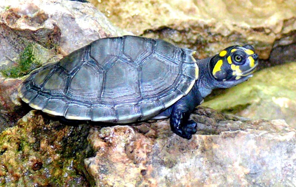 Animales en peligro de extinción en Venezuela