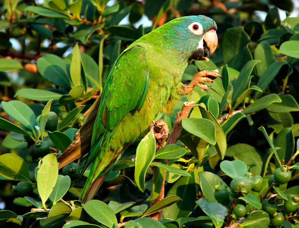 Animales en peligro de extinción en Venezuela