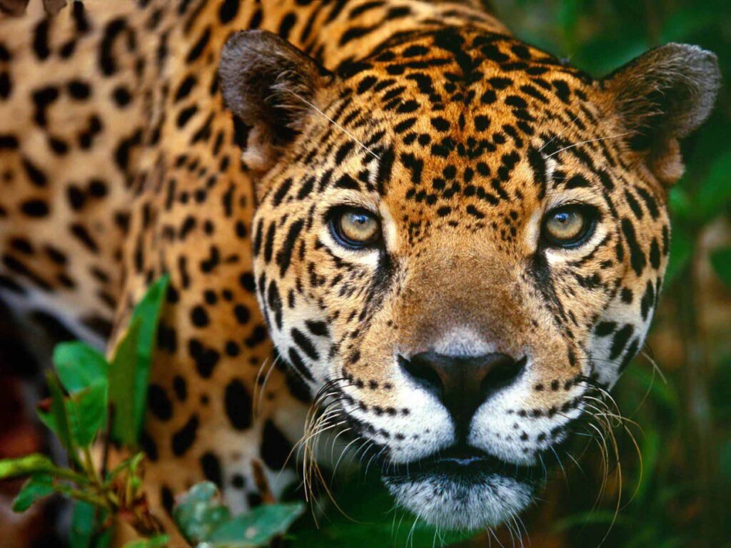 Animales en peligro de extinción en Venezuela