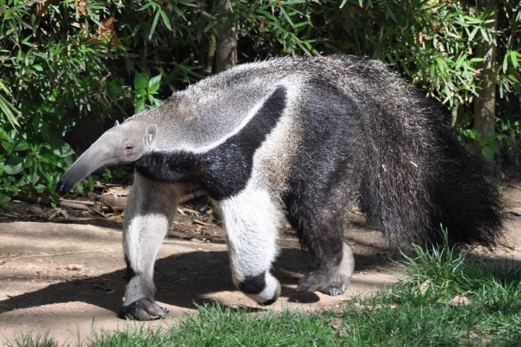Animales en peligro de extinción en Venezuela