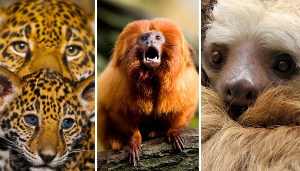 Animales en peligro de extinción en Venezuela