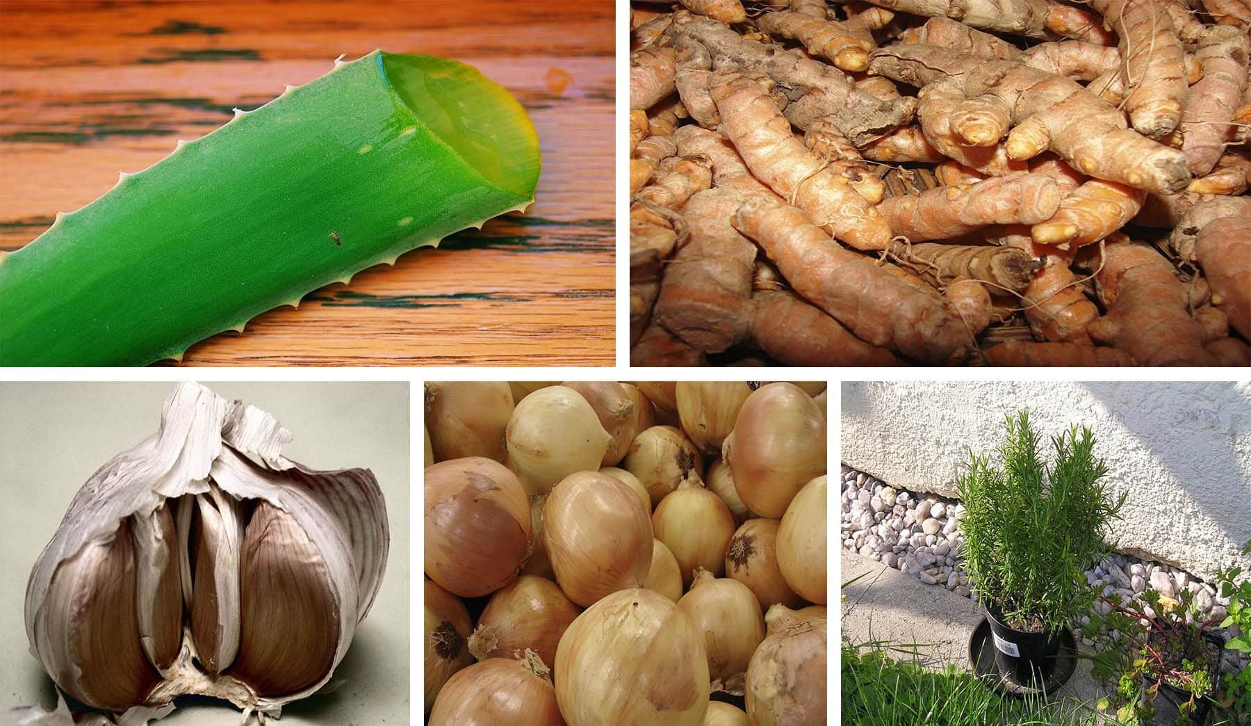 antibióticos naturales