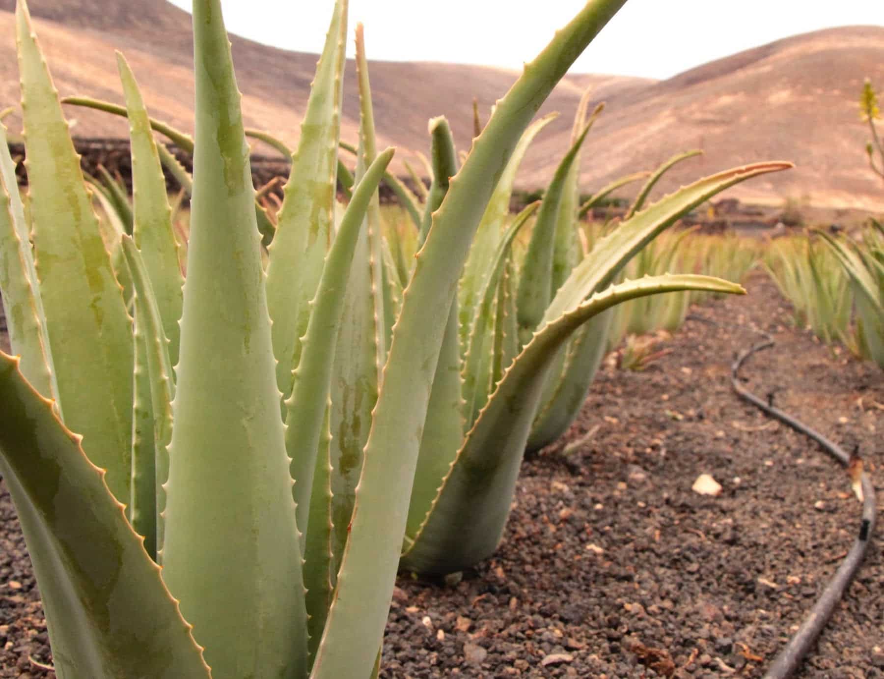 antibióticos naturales 