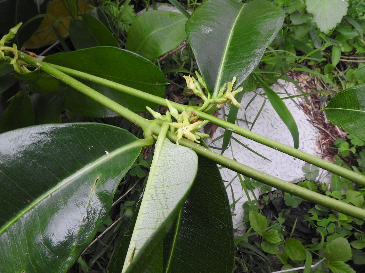 antibióticos naturales 