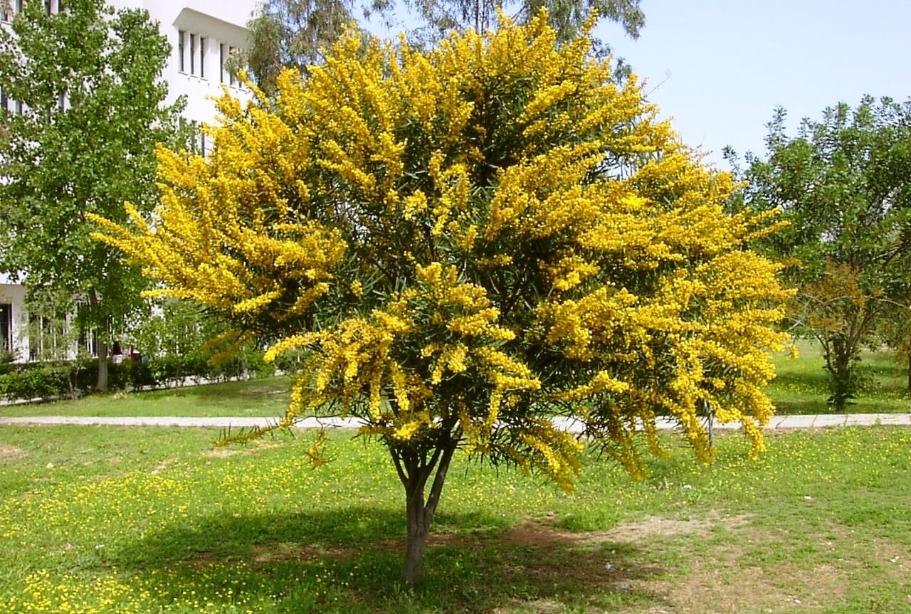 antibióticos naturales 