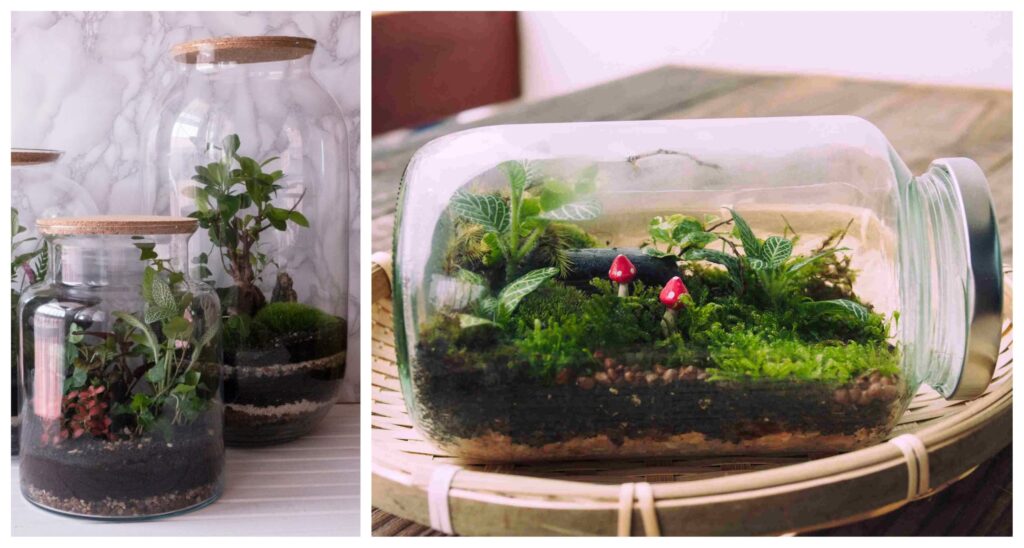 Cómo hacer un terrario