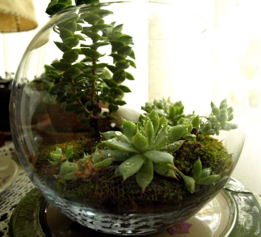 Cómo hacer un terrario