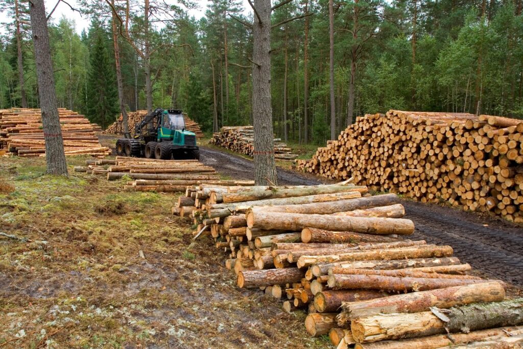 Causas de la Deforestación