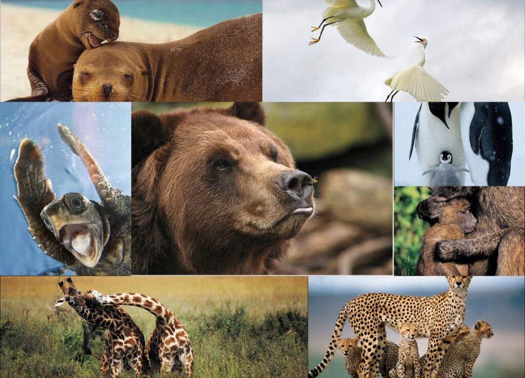 Causas de la Deforestación