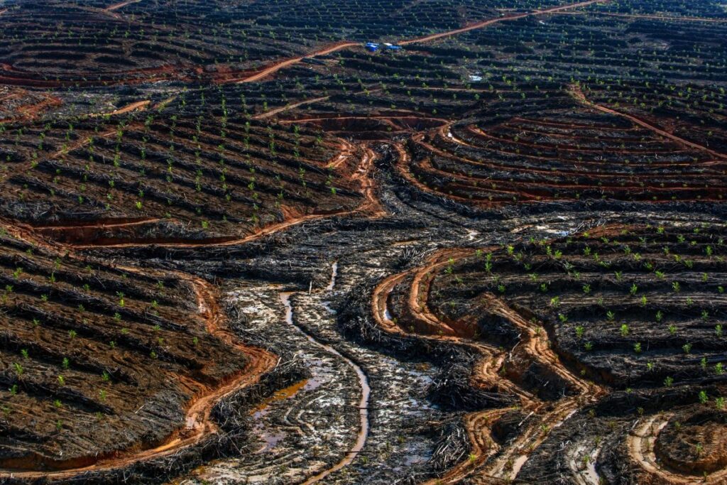 Causas de la Deforestación