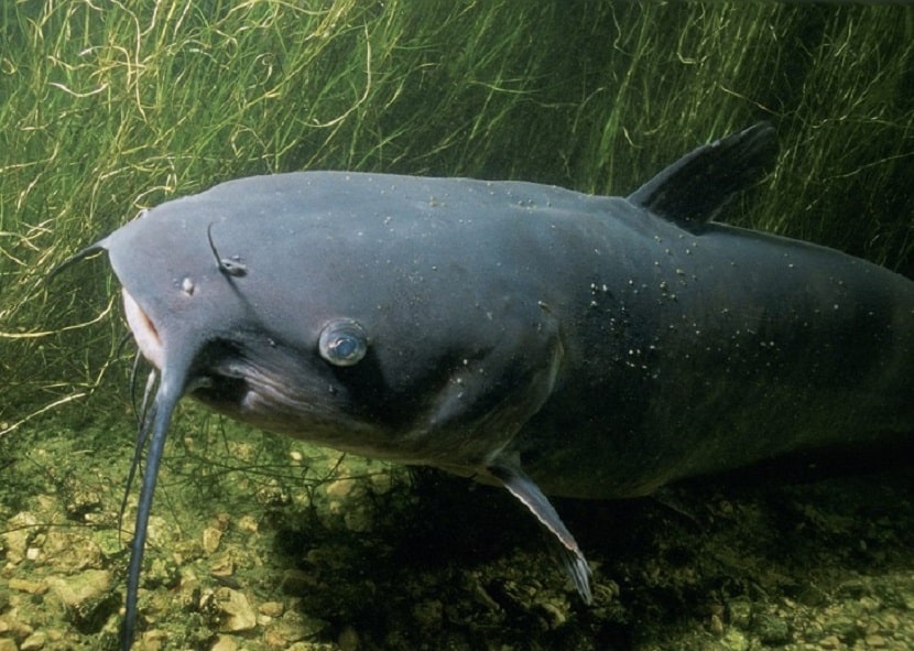 ¿Cuál es el animal que tiene más dientes?