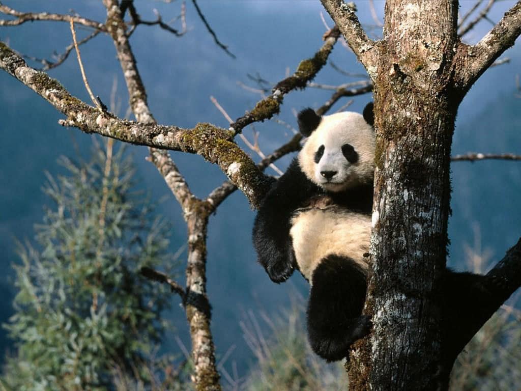 Oso Panda en Peligro de Extinción