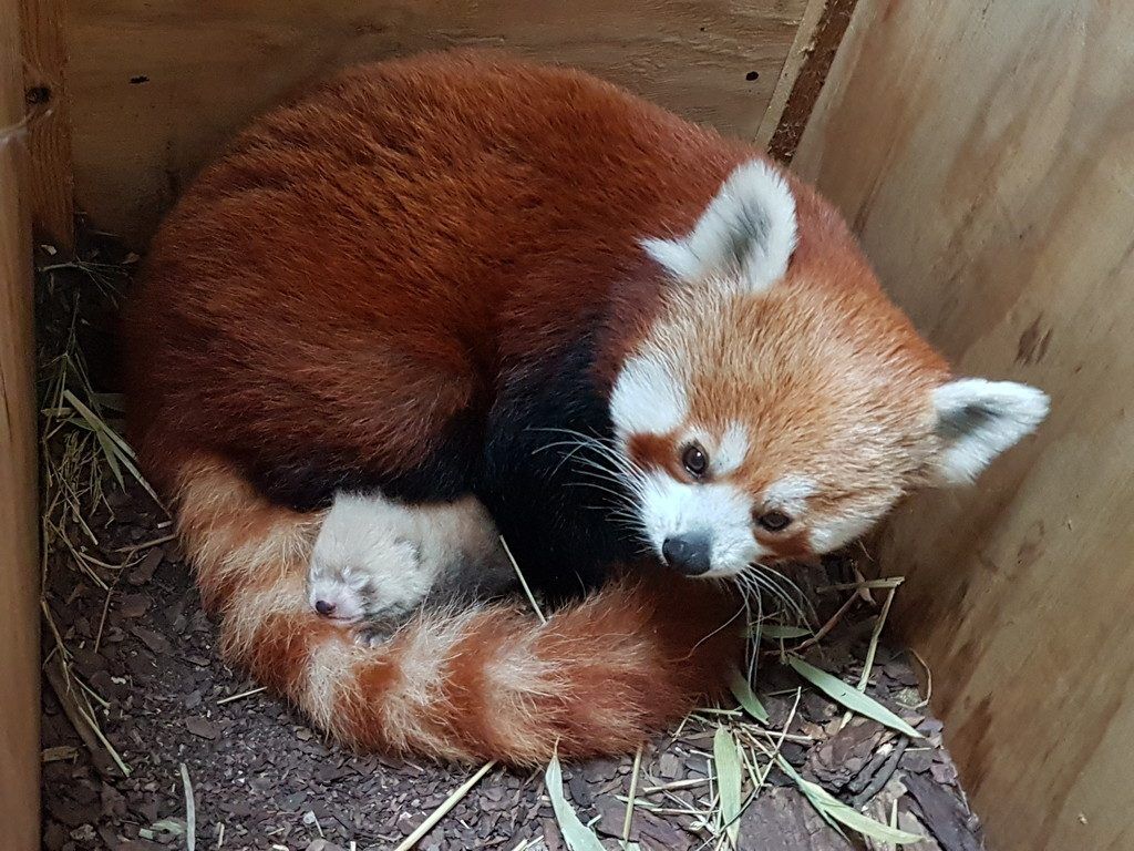 Oso Panda en Peligro de Extinción 
