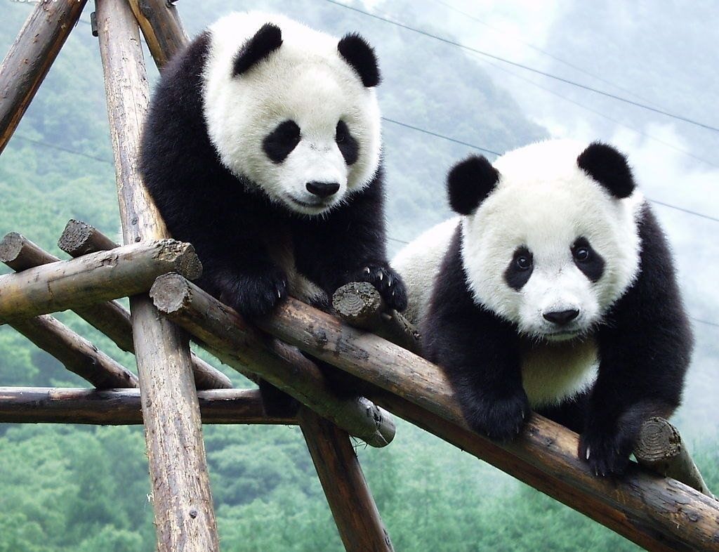 Oso Panda en Peligro de Extinción