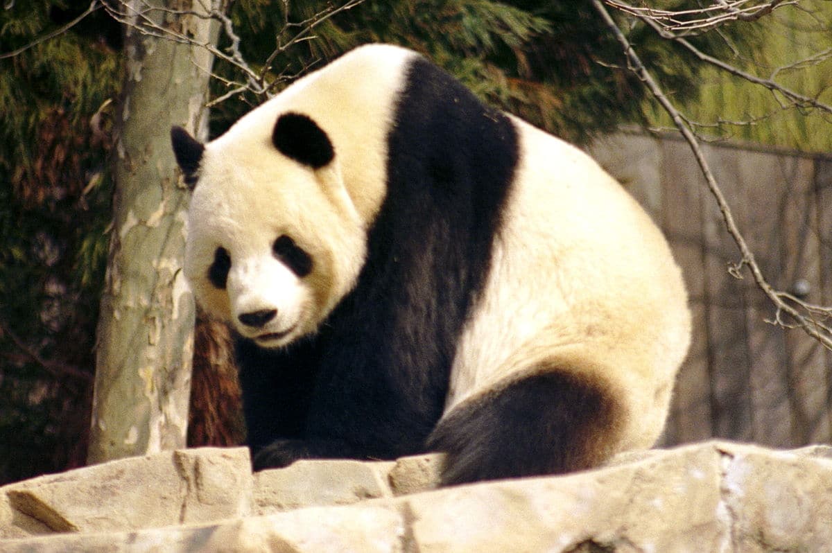 Oso Panda en Peligro de Extinción