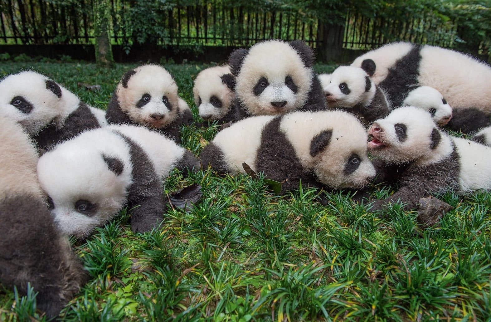 Oso Panda en Peligro de Extinción