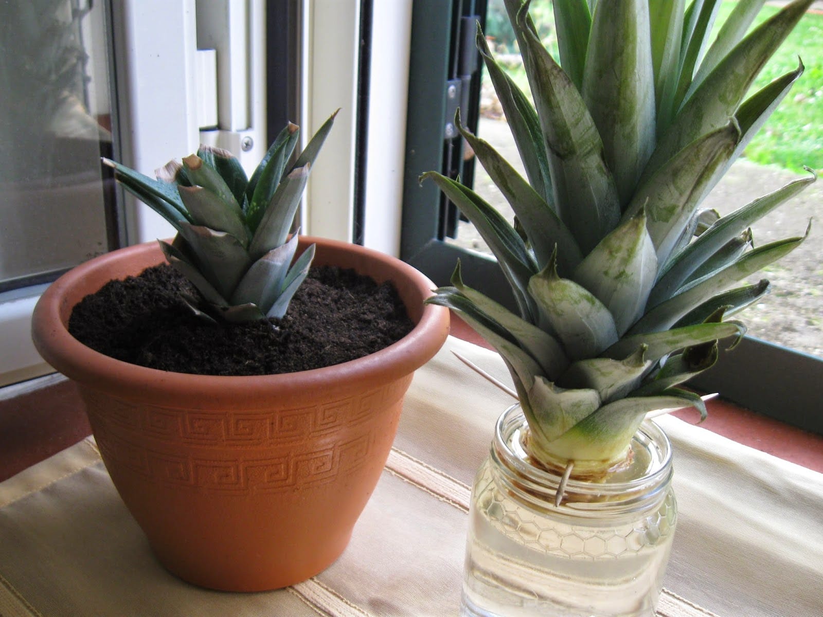 PLANTAR PIÑA