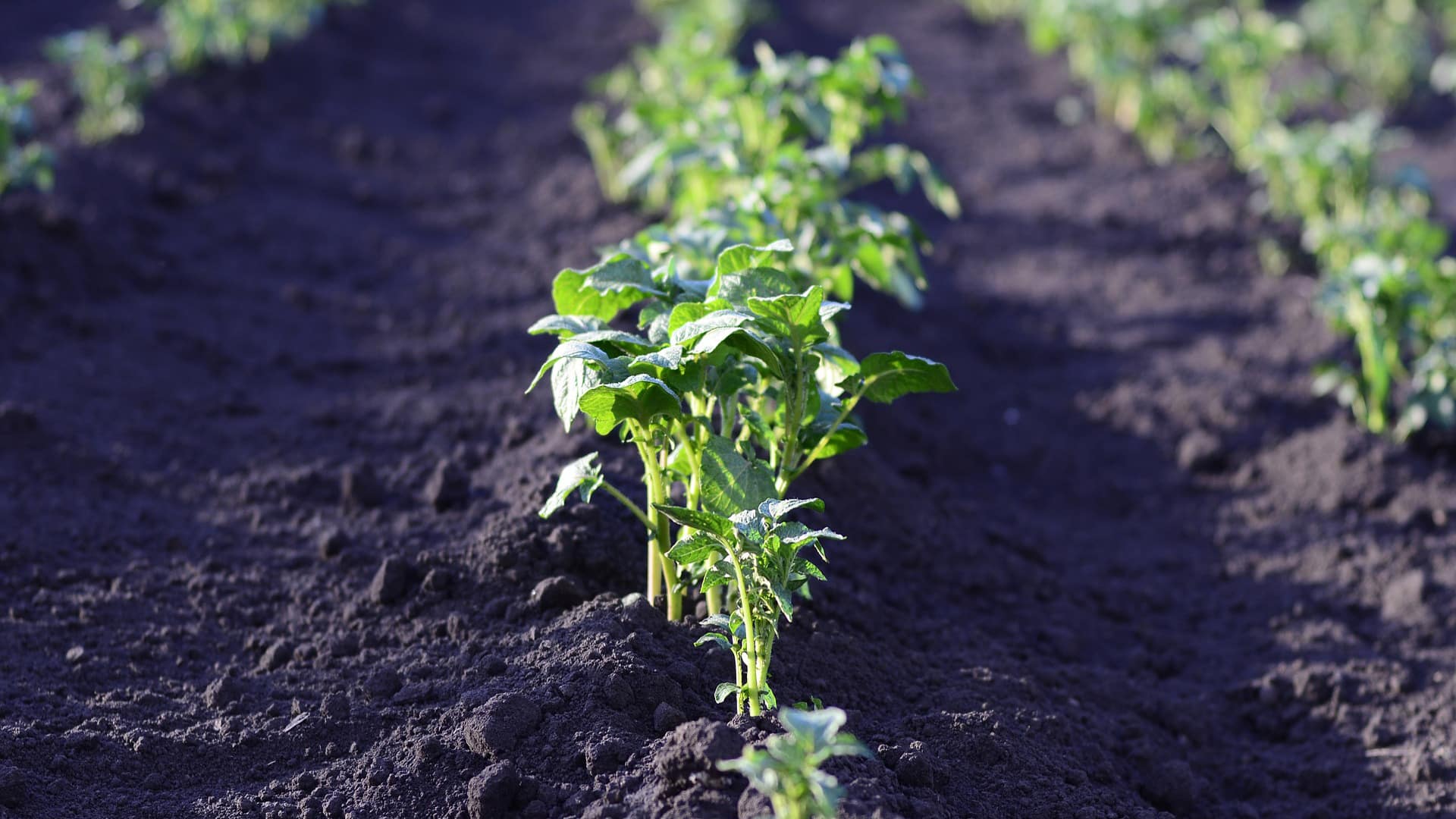 Qué es la Agroecología