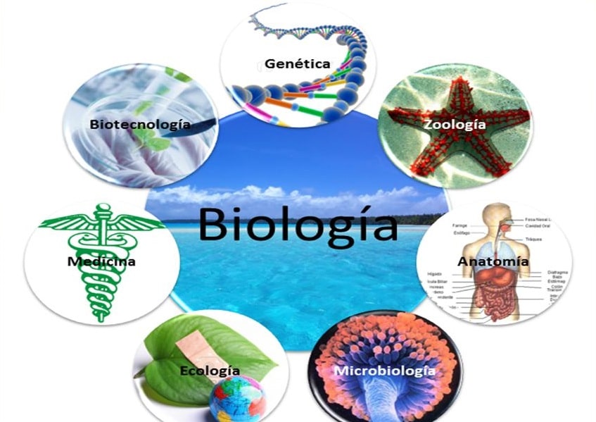 Ramas de la biología