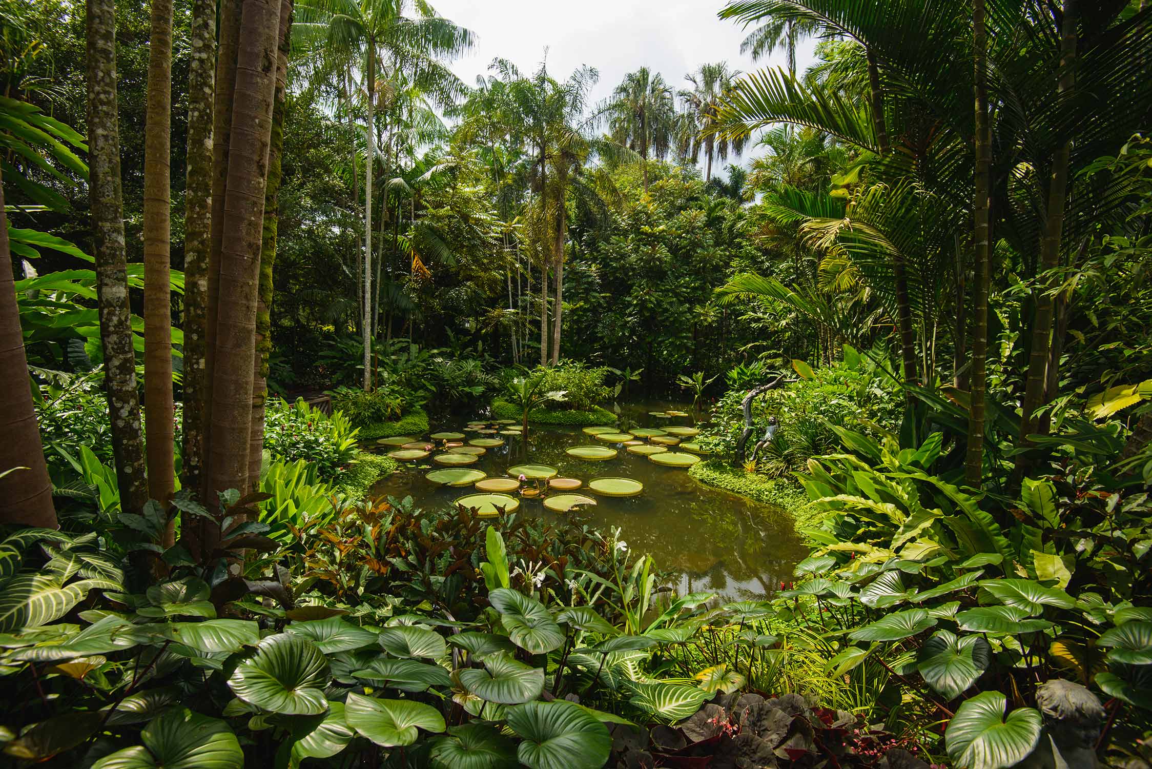 Tala de Árboles