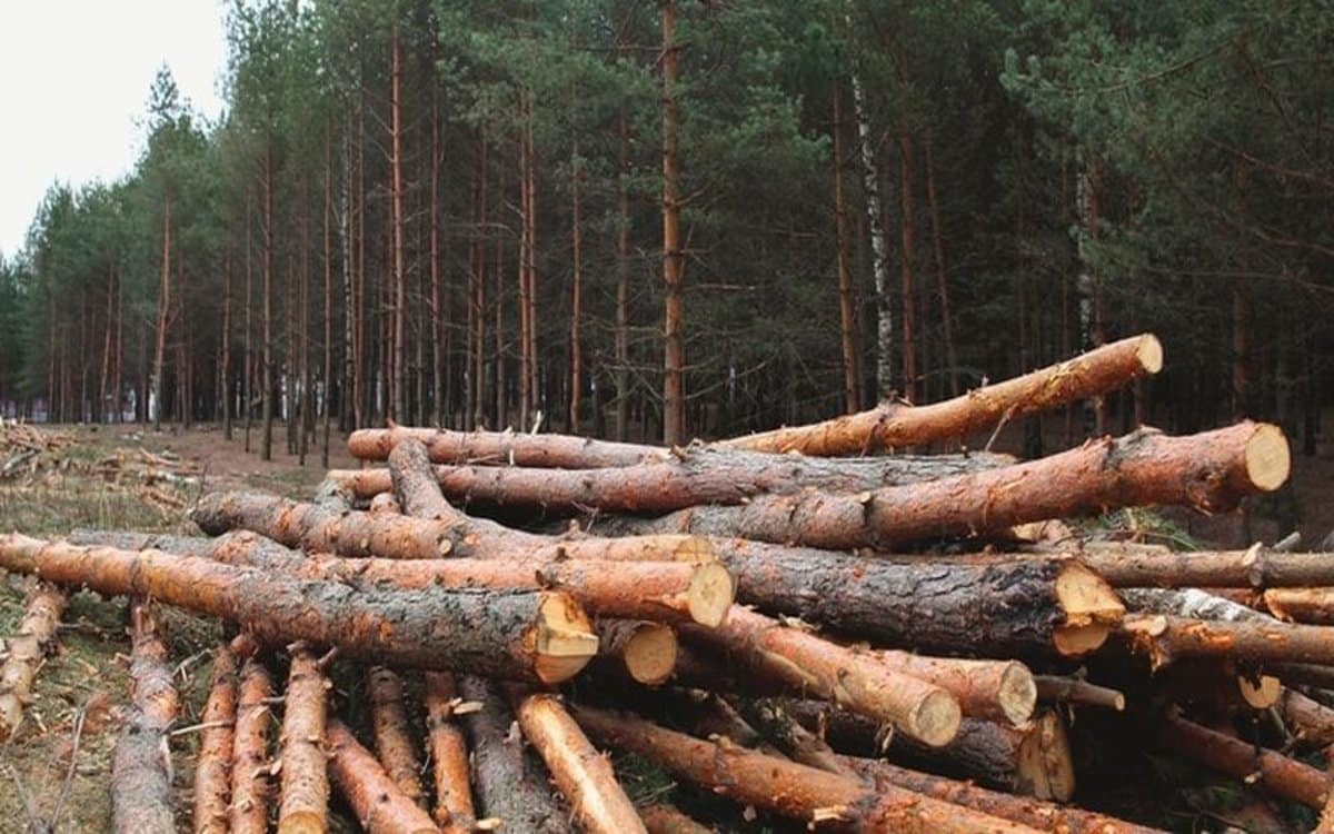 Tala de Árboles