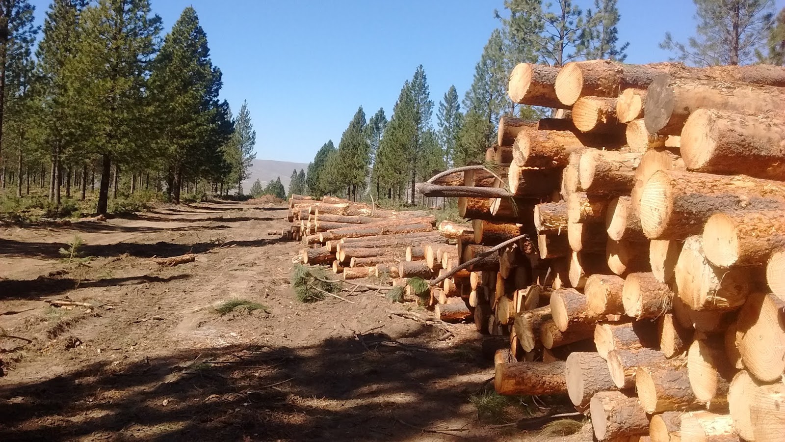 Tala de Árboles