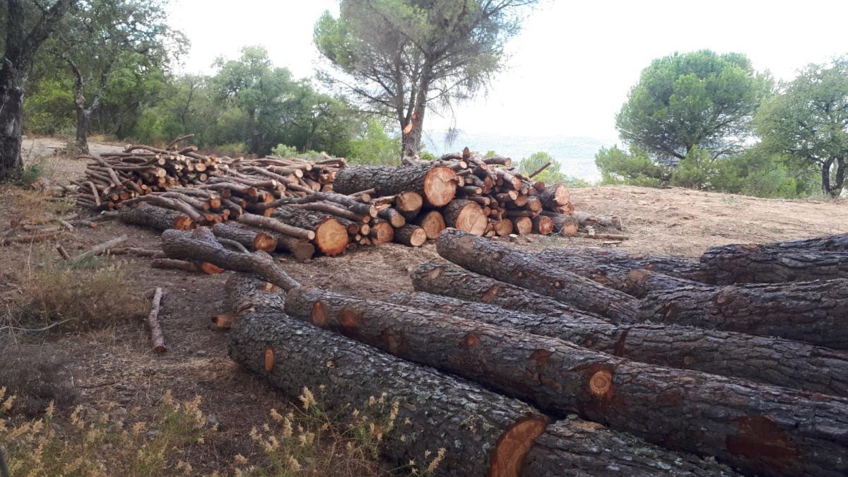 Tala de Árboles