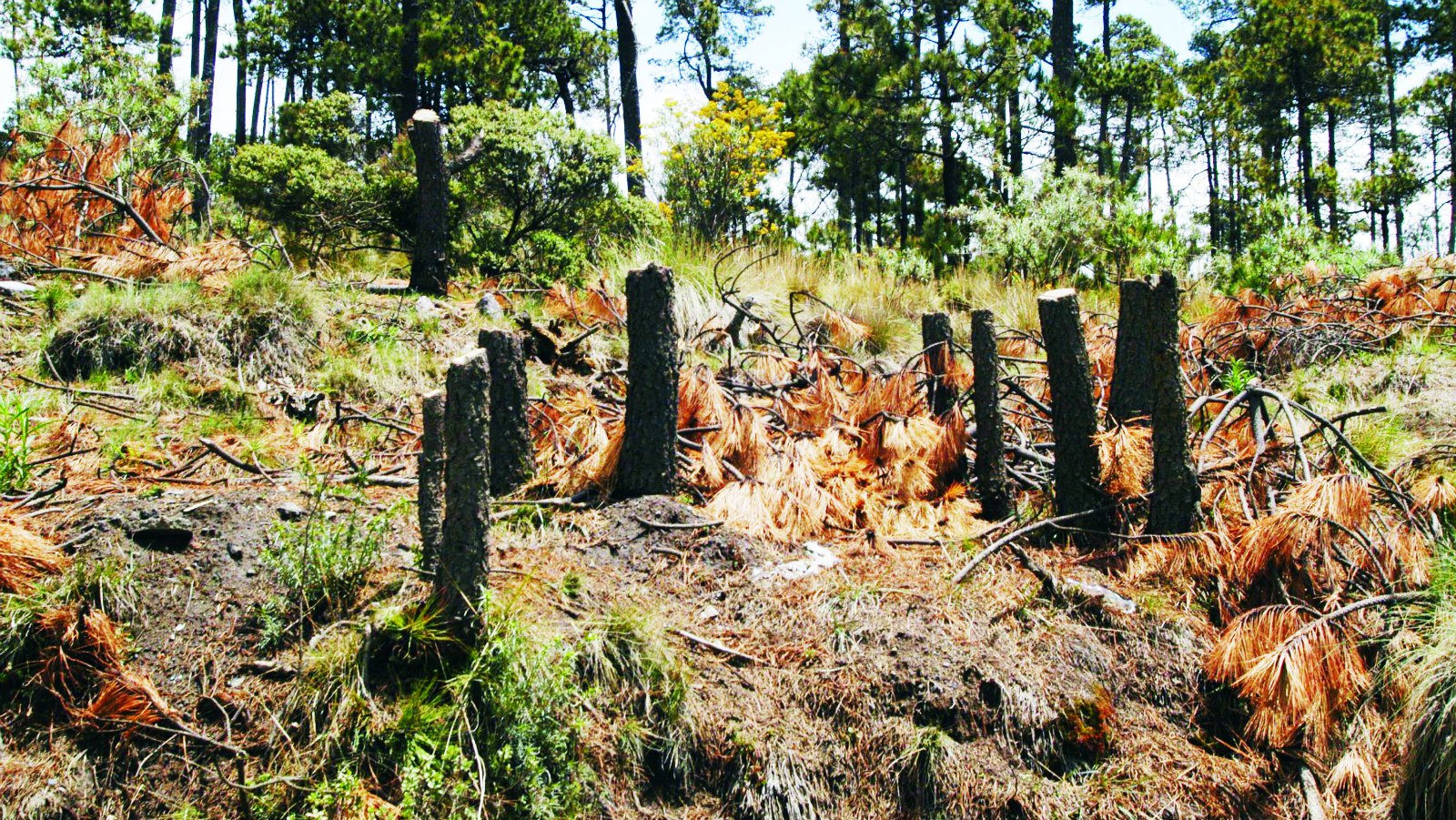 Tala de Árboles