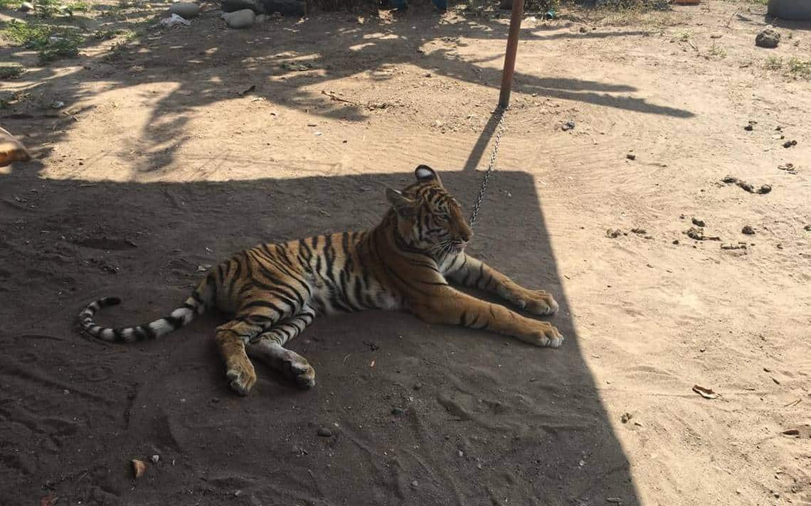 Tigre de Bengala en Peligro de Extinción