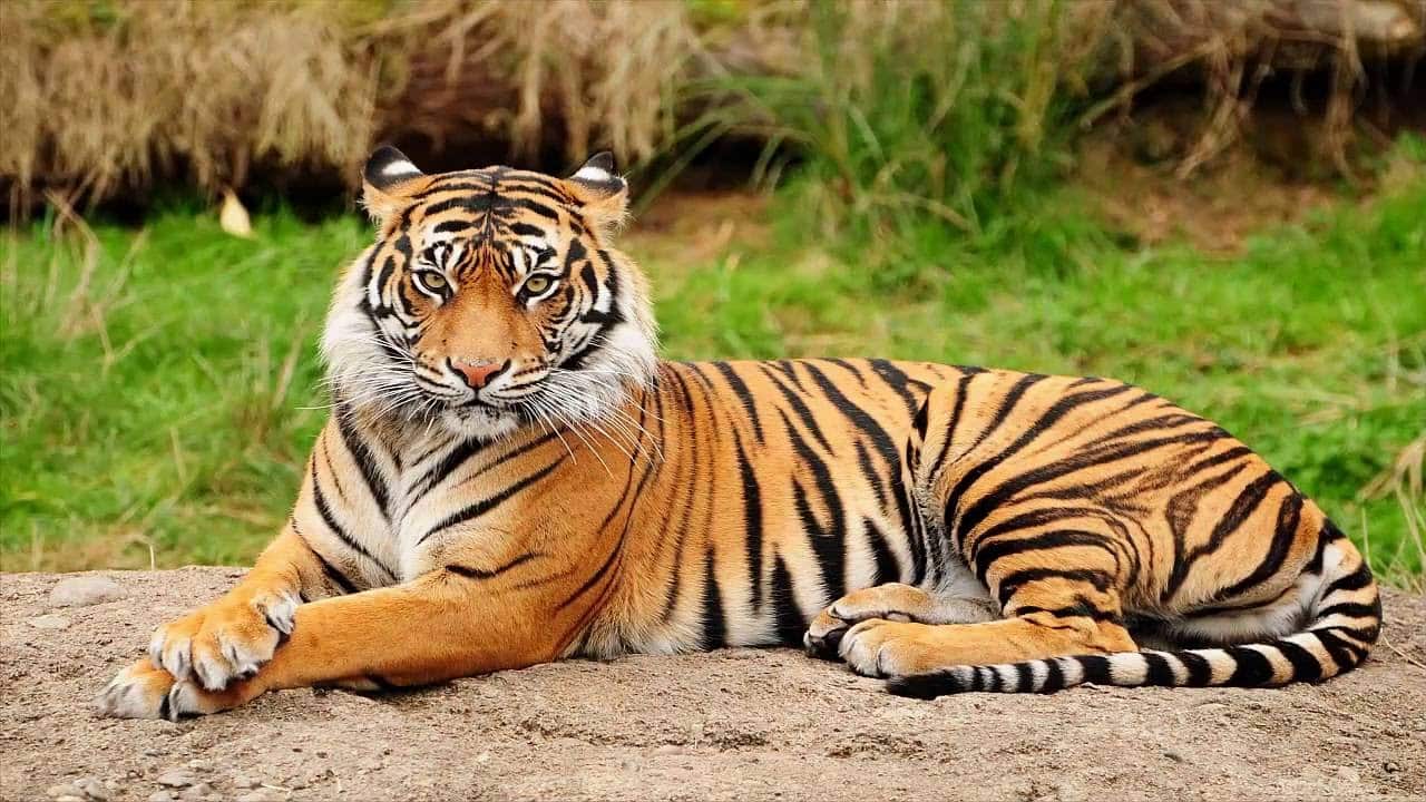 Tigre de Bengala en Peligro de Extinción