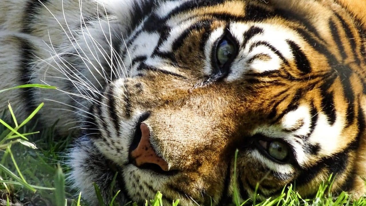 Tigre de Bengala en Peligro de Extinción