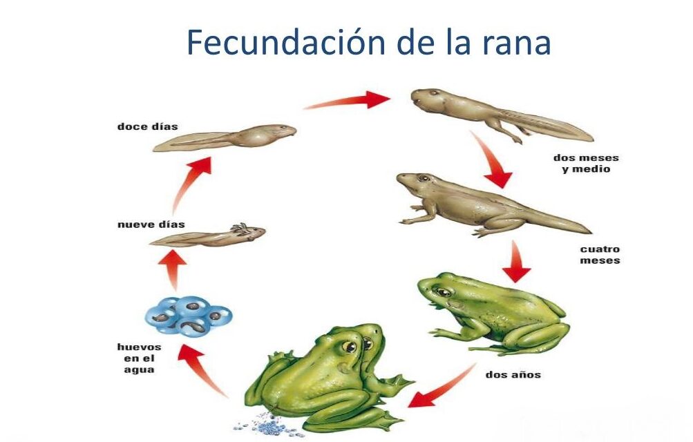 Tipos de Fecundación