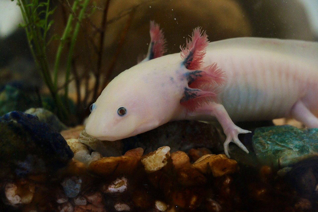 ajolote en peligro de extinción