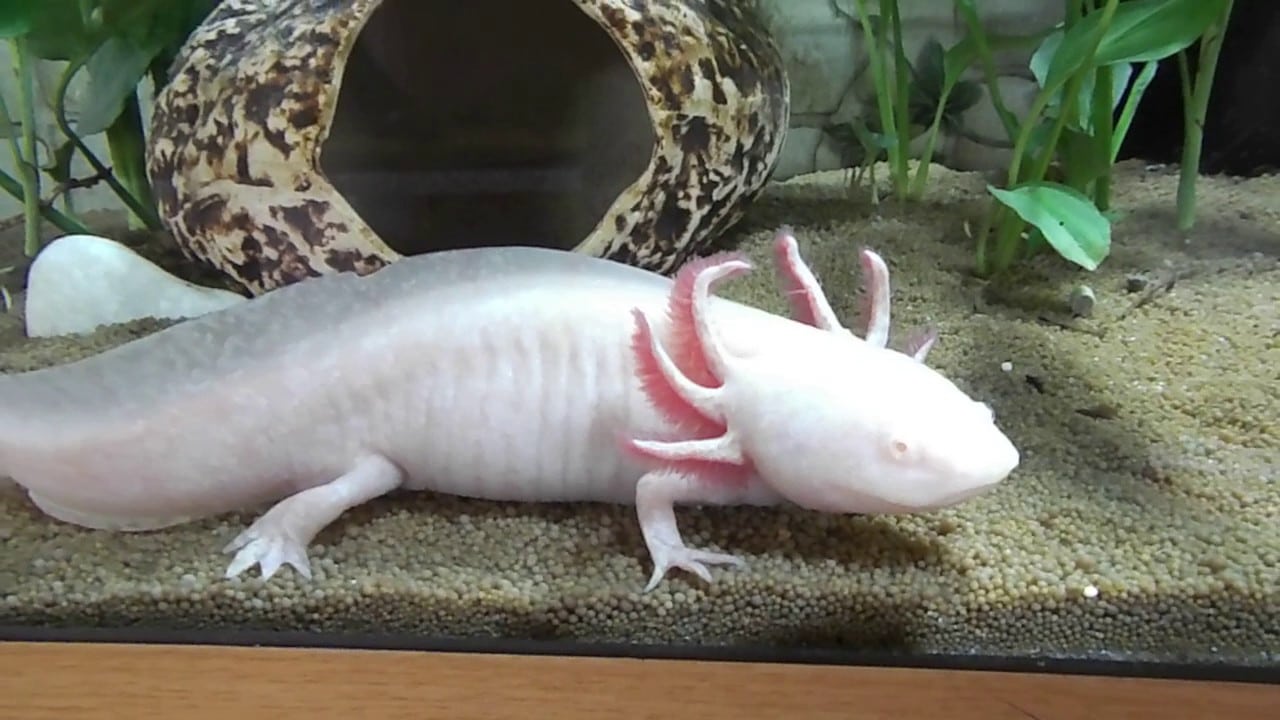 ajolote en peligro de extinción