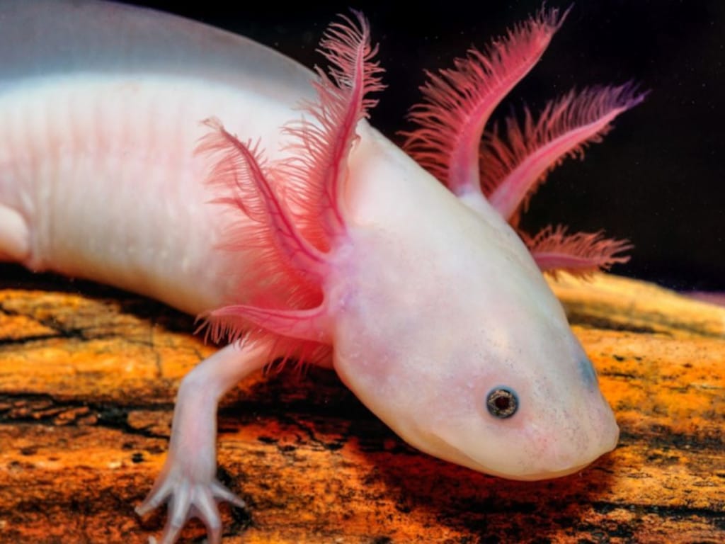 ajolote en peligro de extinción